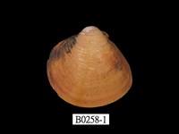 藏品(大蜆)的圖片